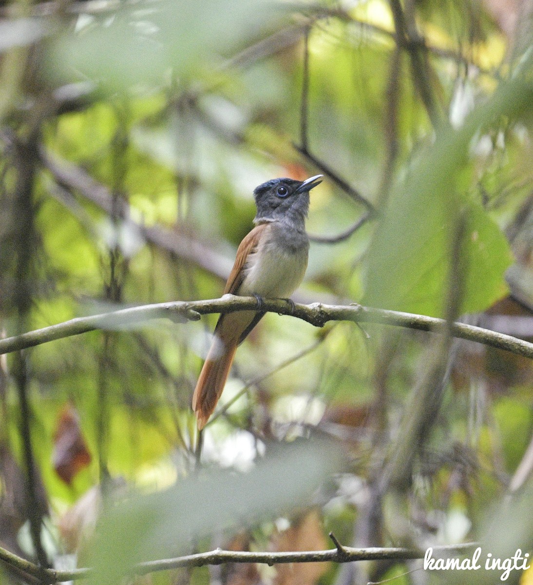 Blyth's Paradise-Flycatcher - ML617823467