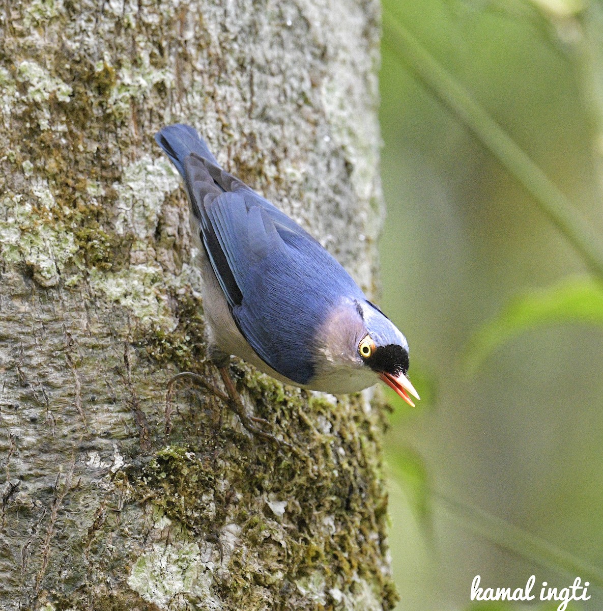 Velvet-fronted Nuthatch - ML617823469