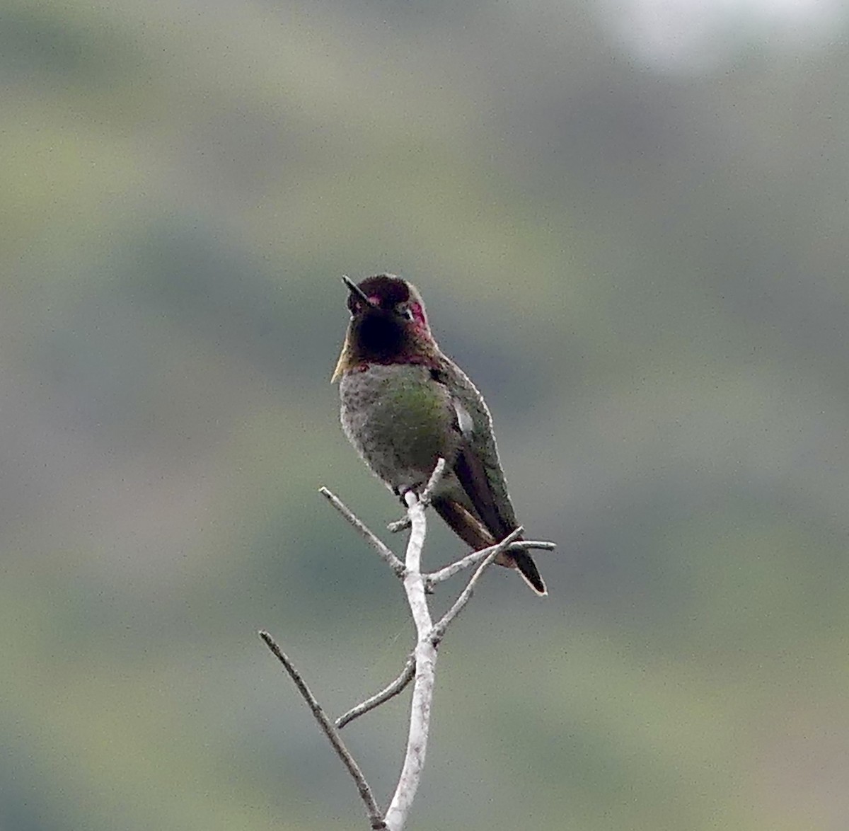 Anna's Hummingbird - ML617823474