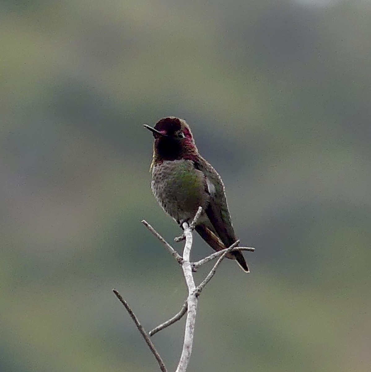 Anna's Hummingbird - ML617823475