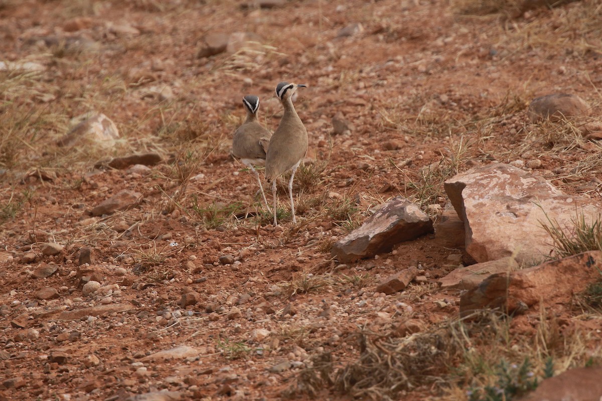 Somali Courser - ML617823494