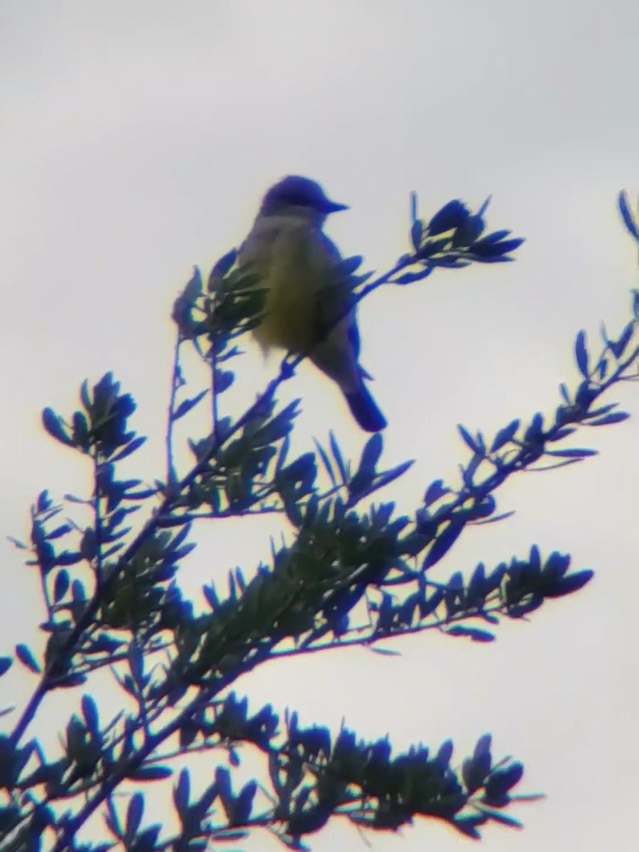 Western Kingbird - ML617823502