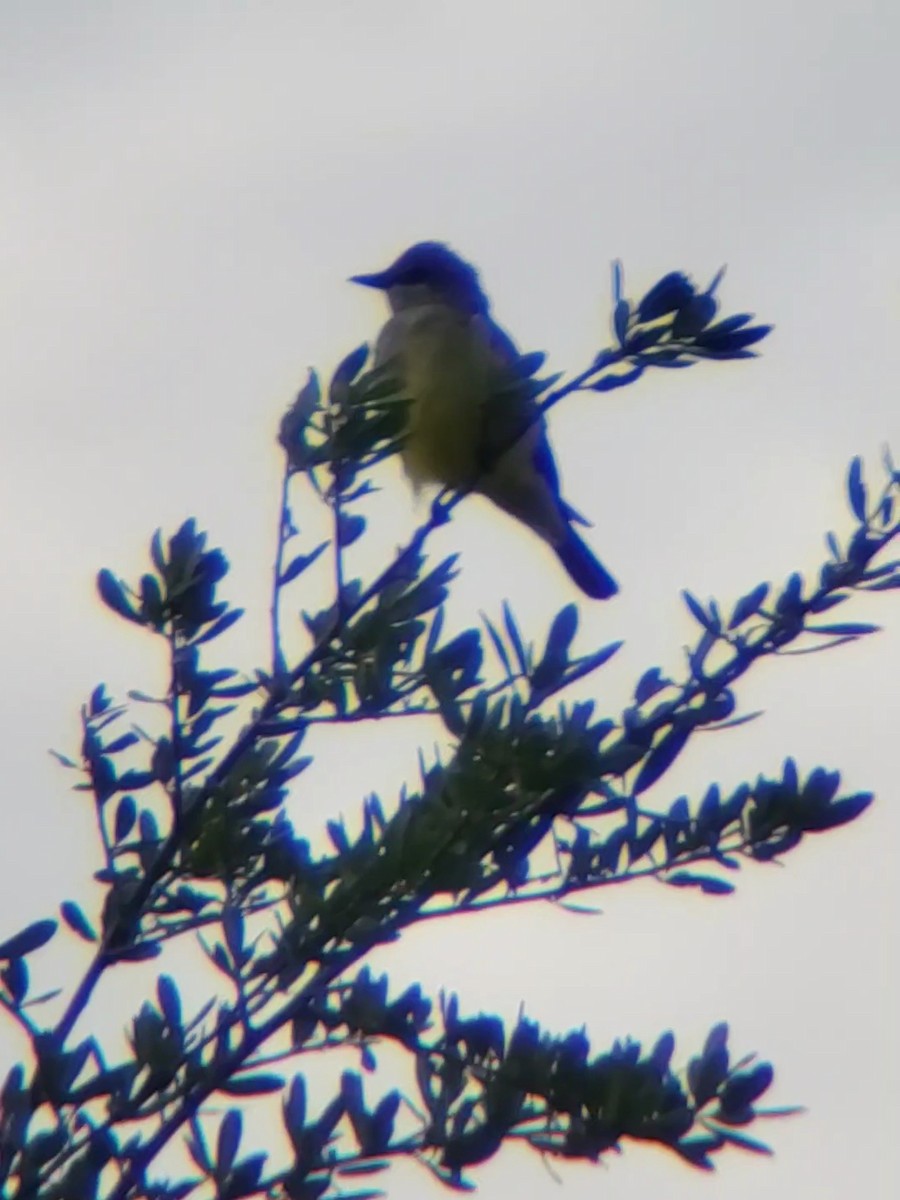 Western Kingbird - ML617823504
