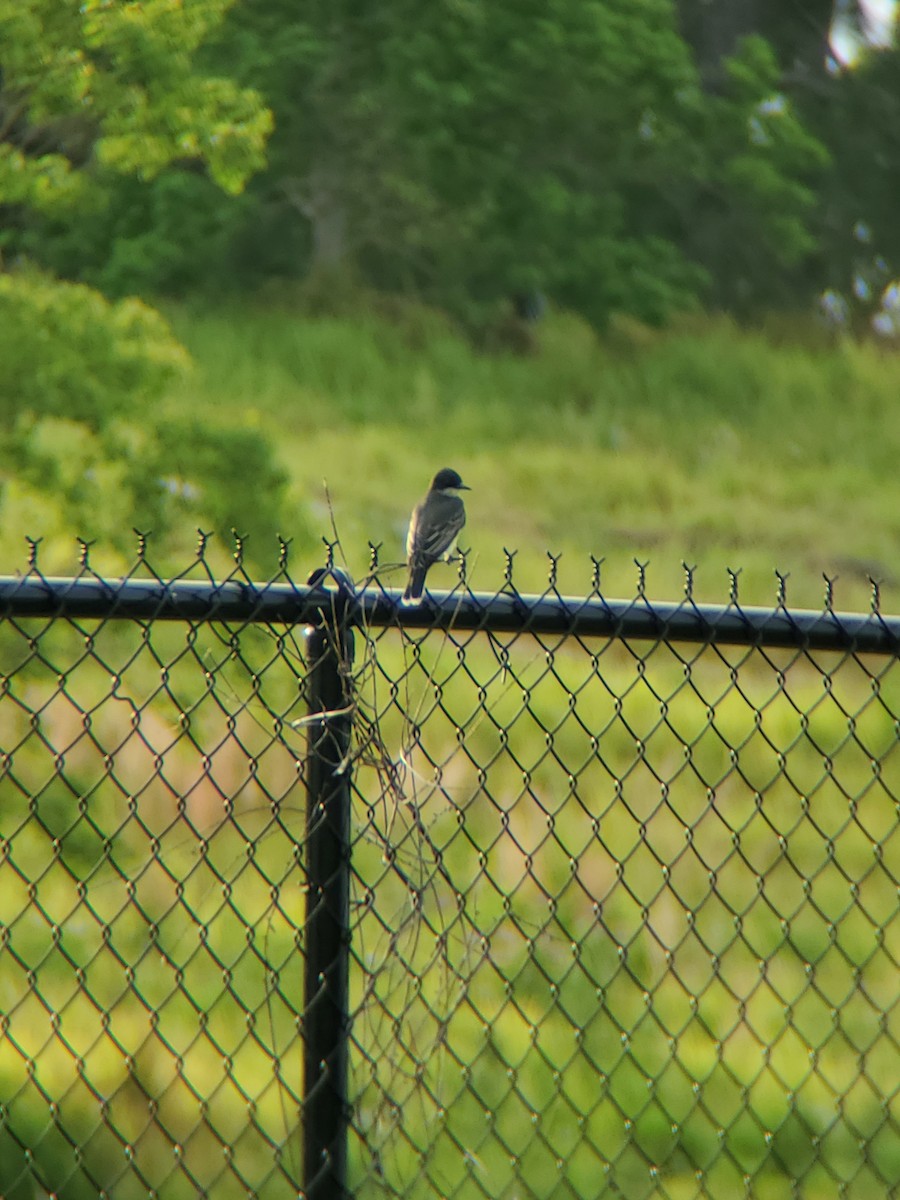 Eastern Kingbird - ML617823511