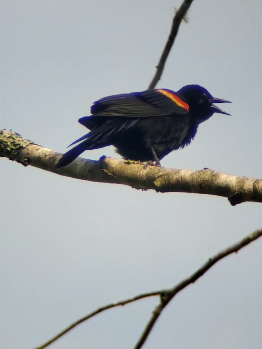 Red-winged Blackbird - ML617823518