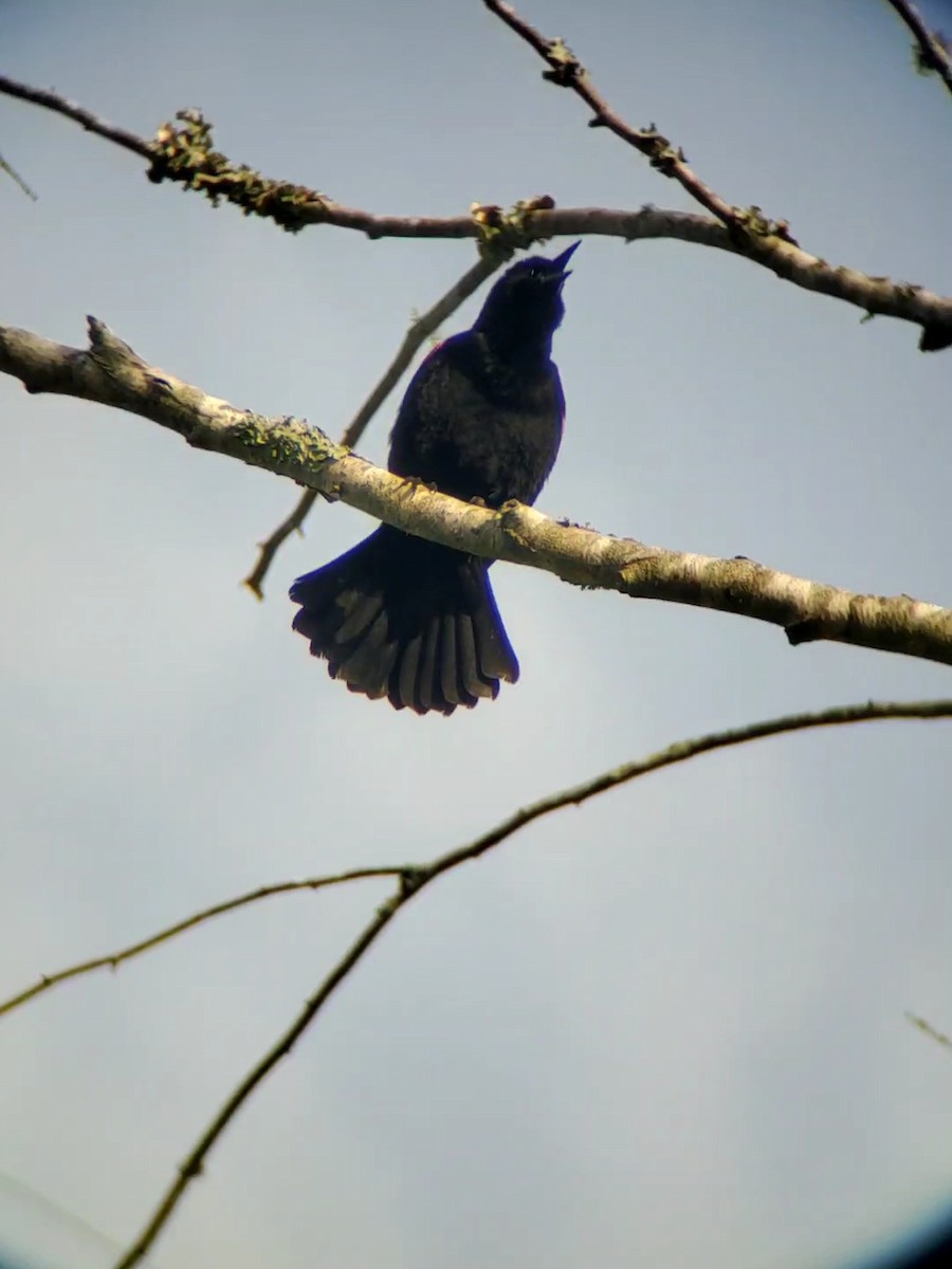 Red-winged Blackbird - ML617823522