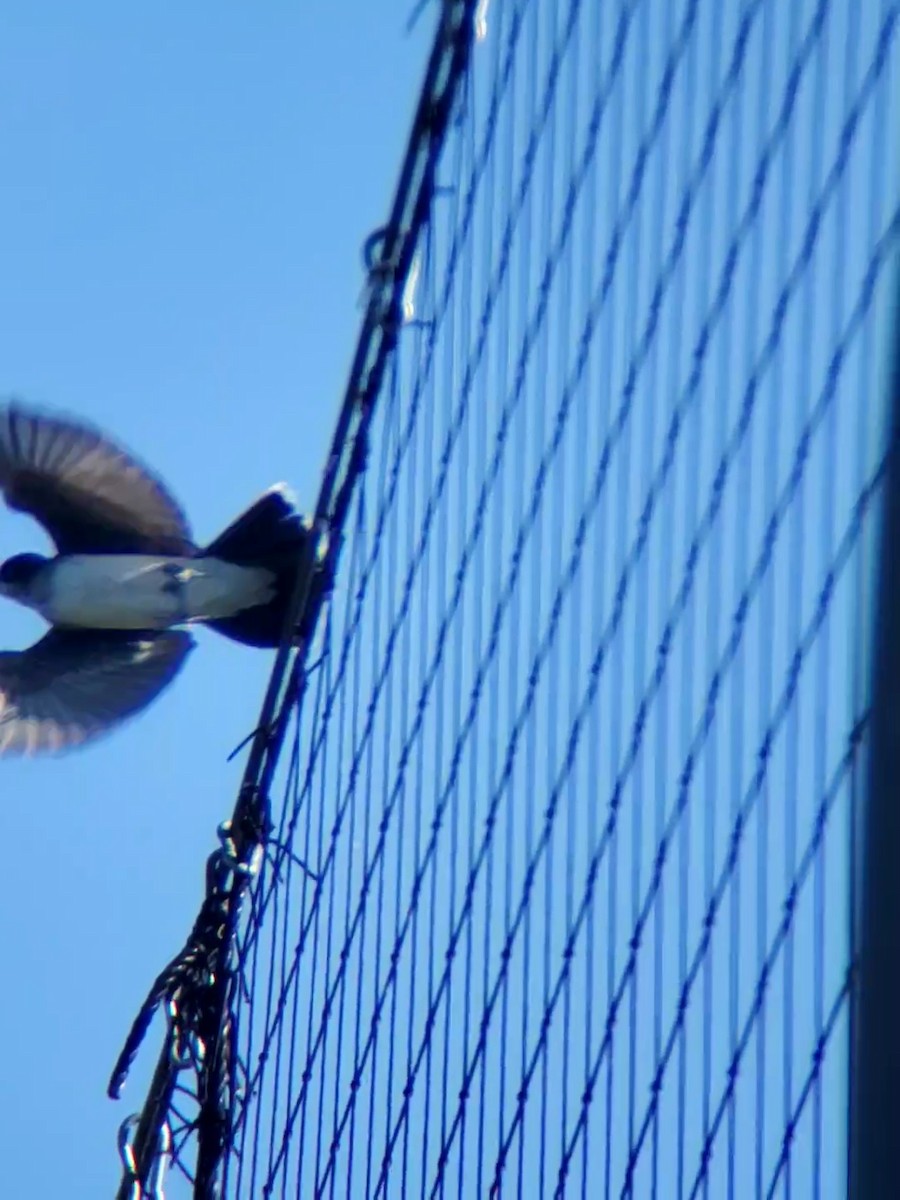 Eastern Kingbird - ML617823541