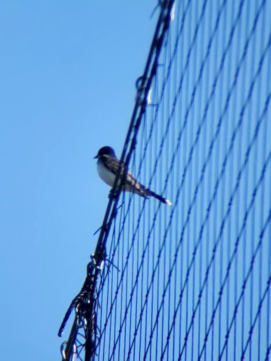 Eastern Kingbird - ML617823545