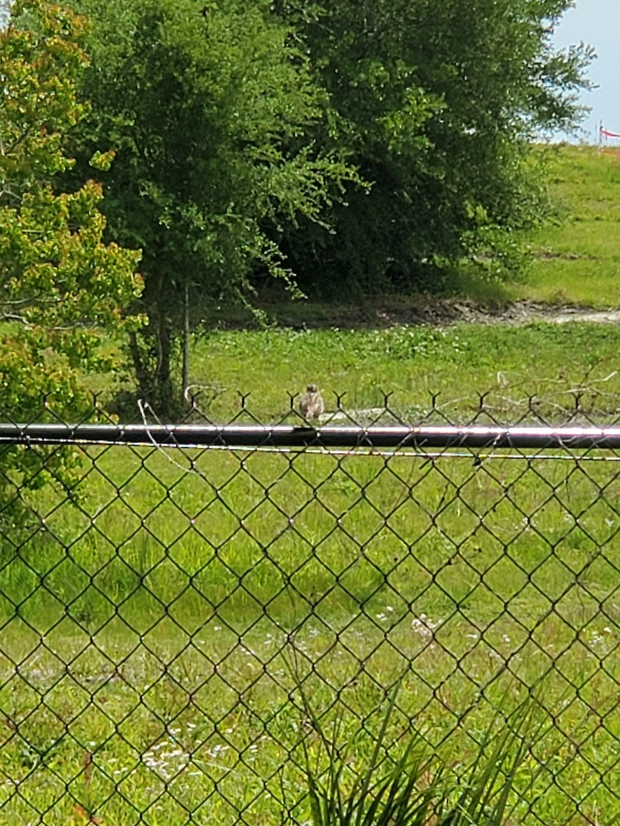 White-crowned Sparrow - ML617823568
