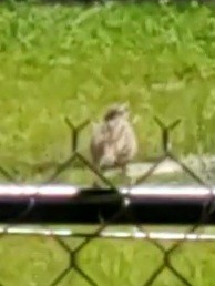 White-crowned Sparrow - ML617823574