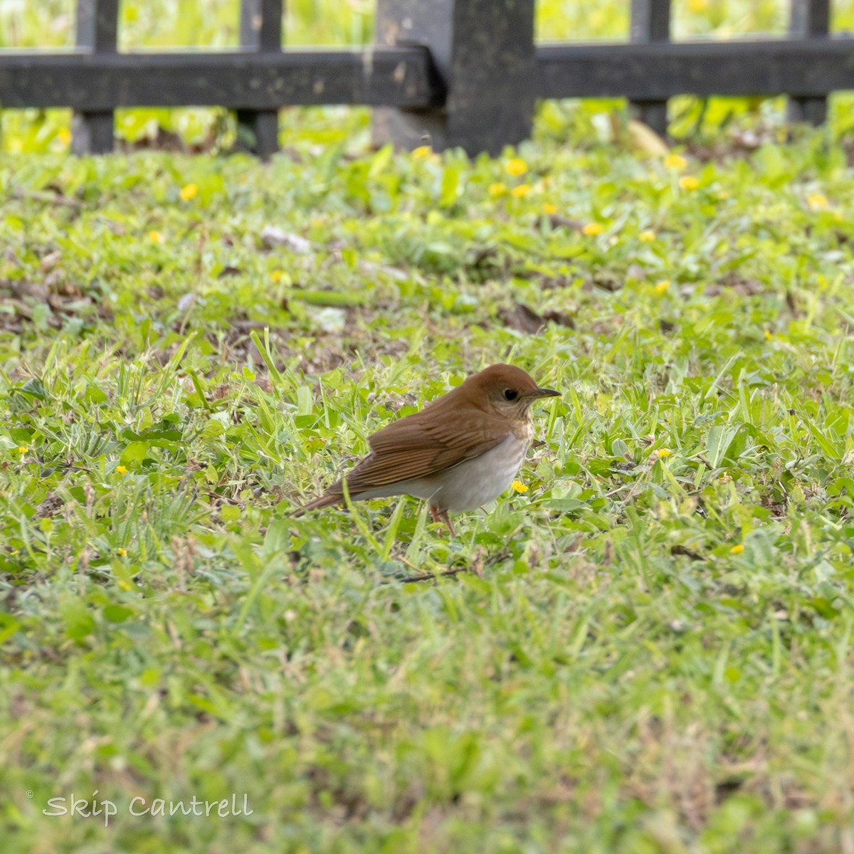 Veery - ML617823579