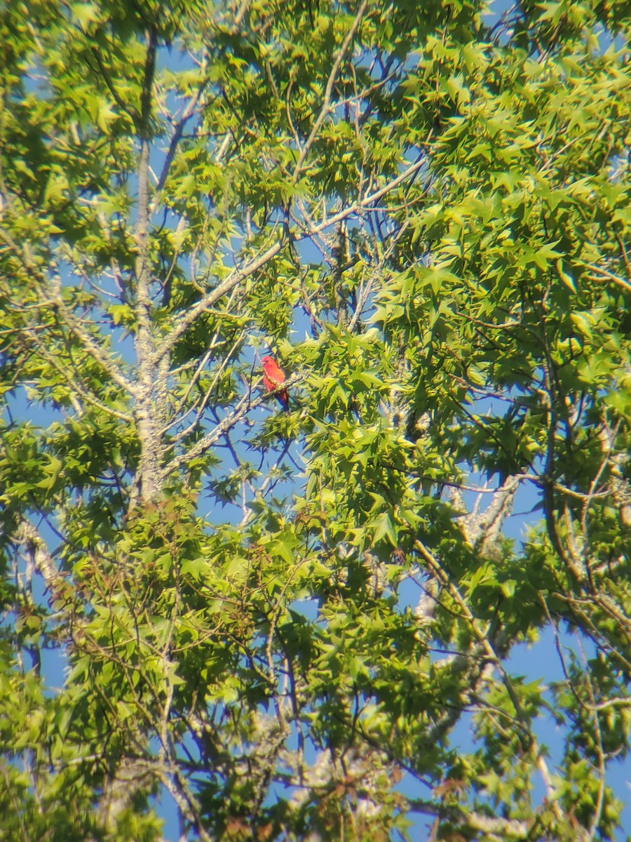 Scarlet Tanager - ML617823582