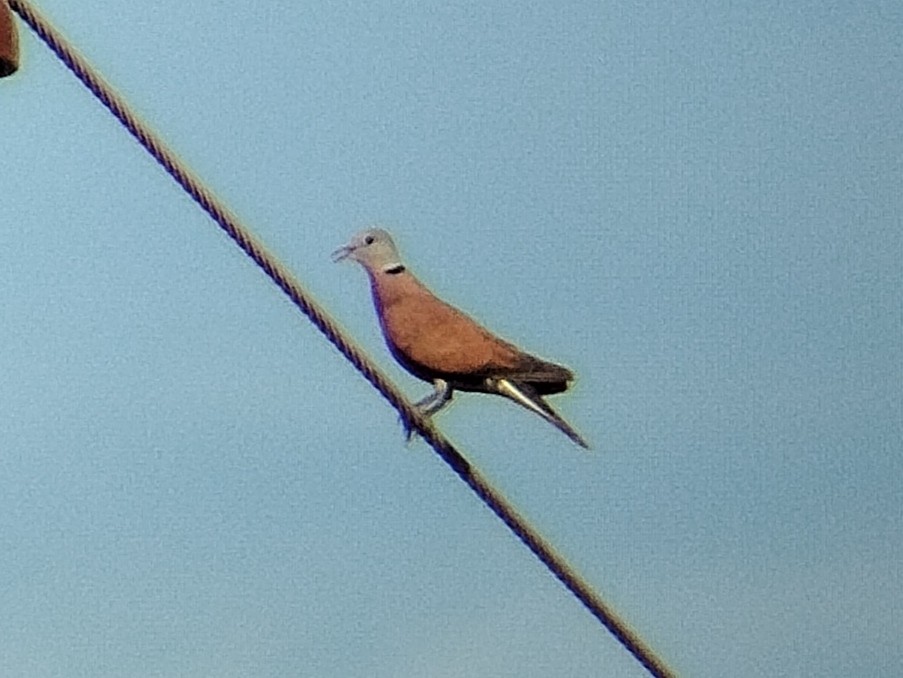 Red Collared-Dove - ML617823597