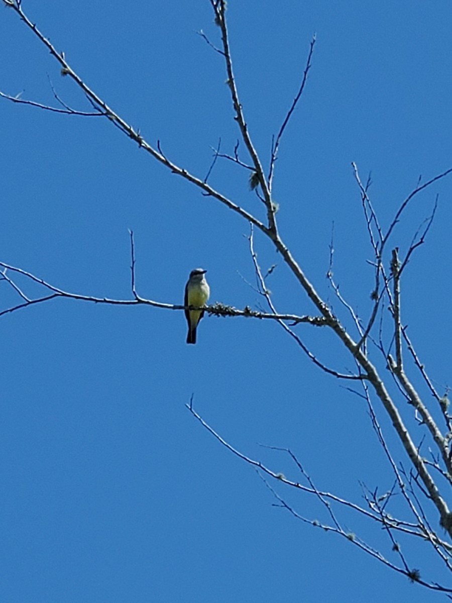Western Kingbird - ML617823598