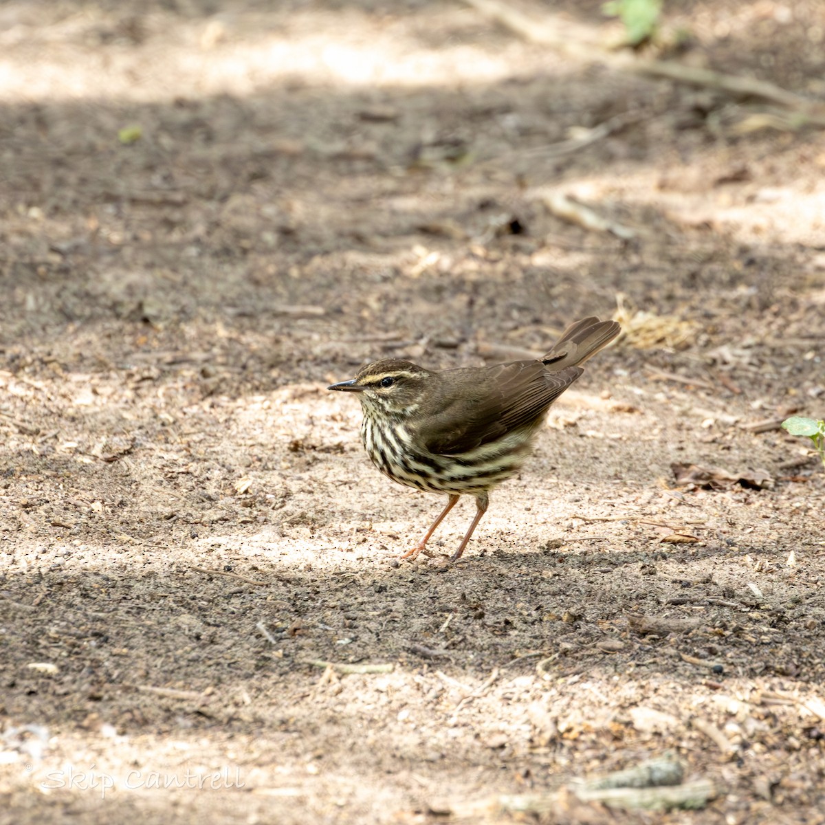 Northern Waterthrush - ML617823607