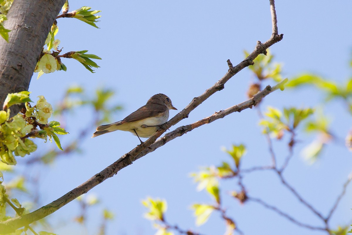 Red-breasted Flycatcher - ML617823618