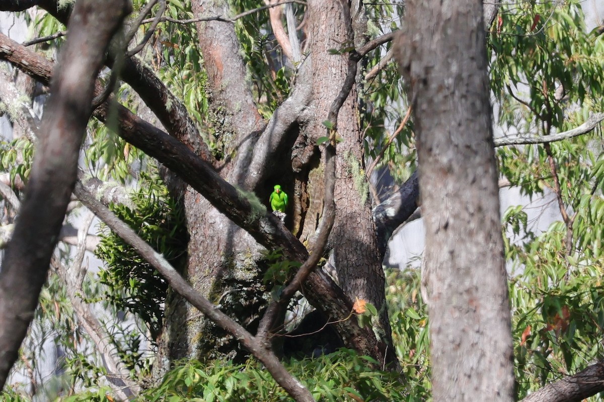 Olive-shouldered Parrot - ML617823637