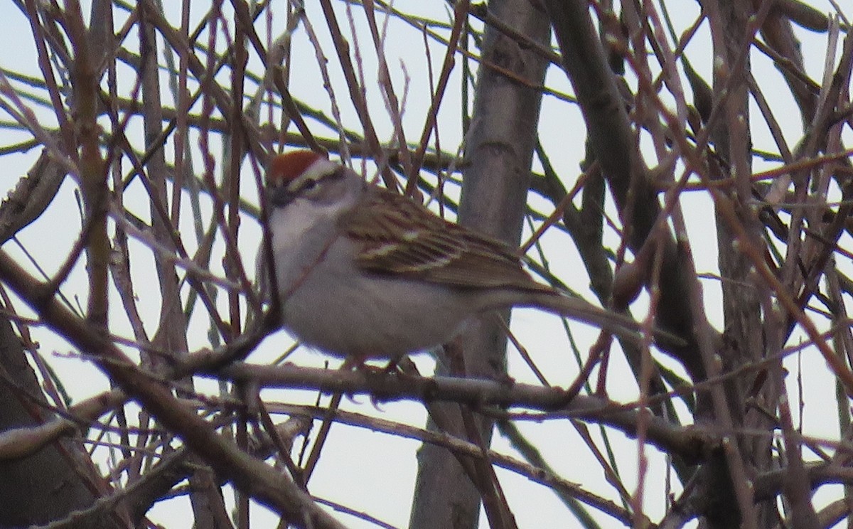 Chipping Sparrow - ML617823641