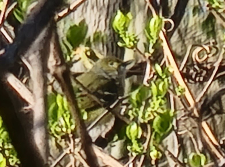 White-eyed Vireo - Jon Hills