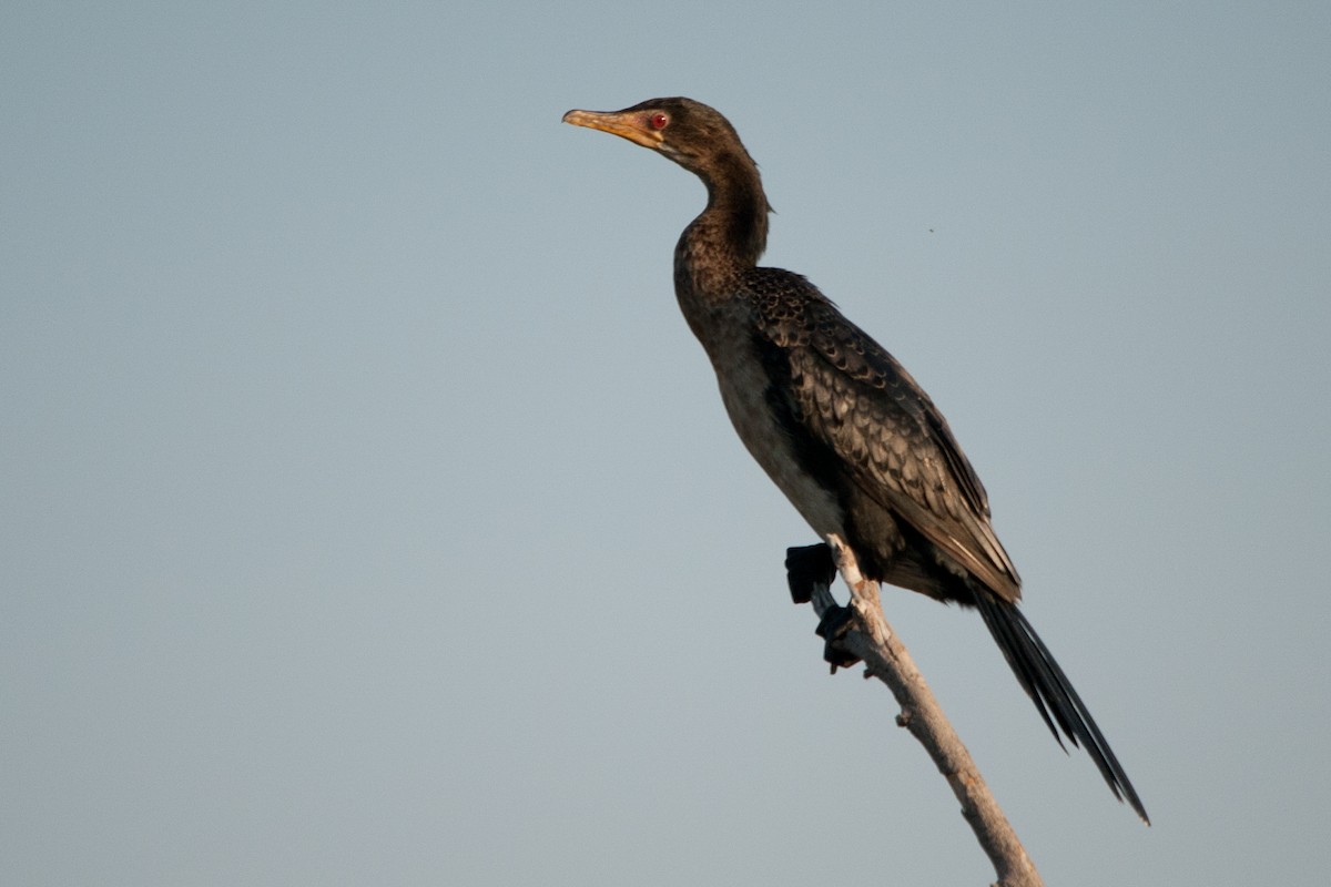 Long-tailed Cormorant - ML617823661