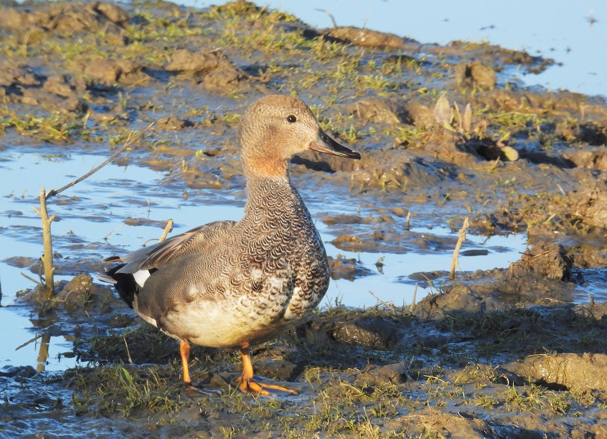 Gadwall - ML617823687