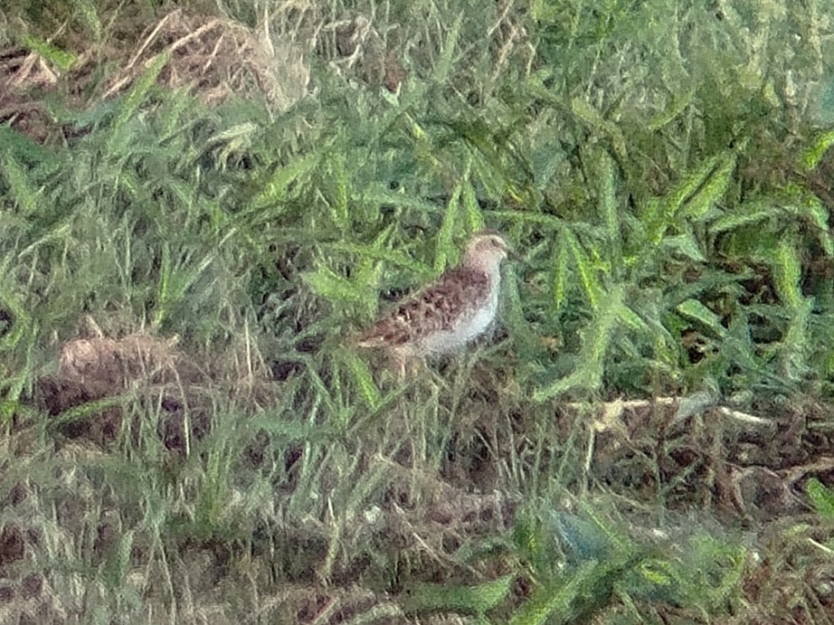 Long-toed Stint - Lars Mannzen