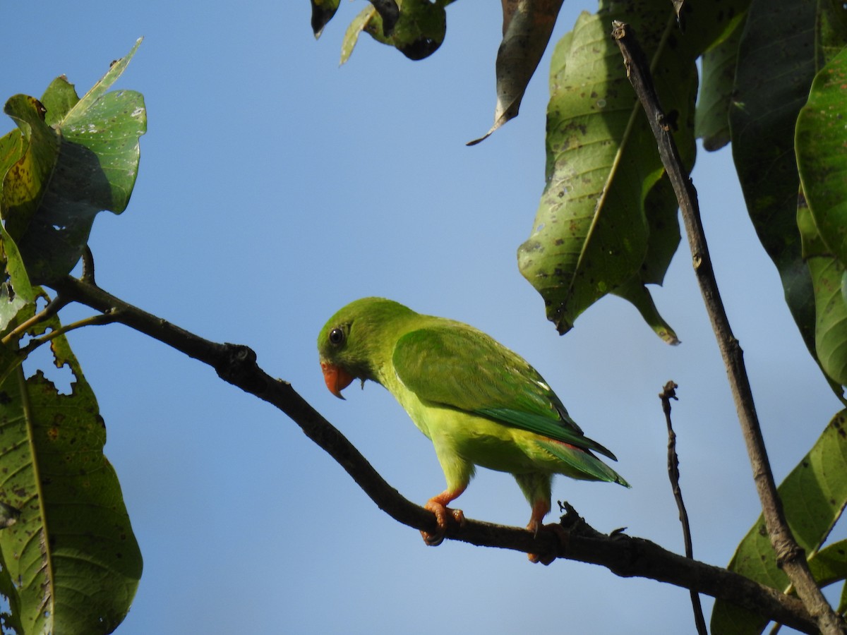 Vernal Hanging-Parrot - ML617823701