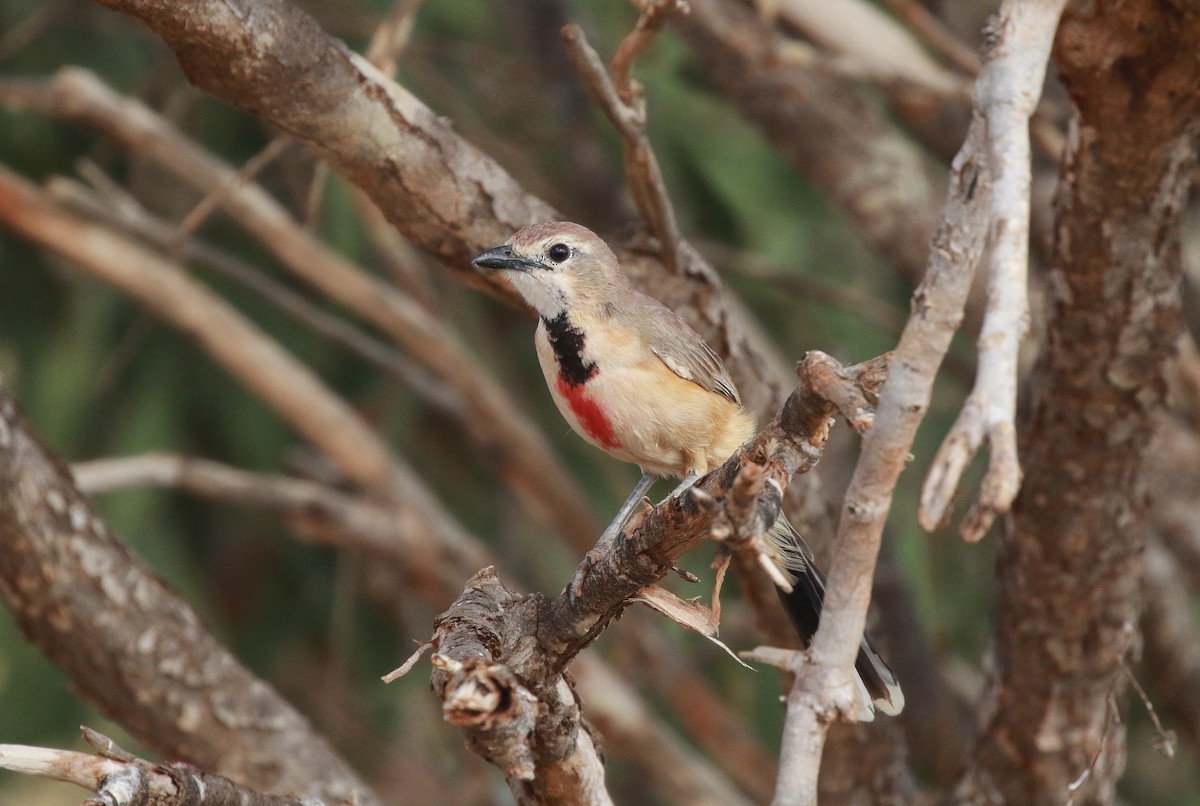 Rosy-patched Bushshrike - ML617823712