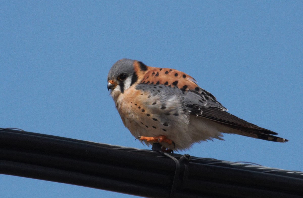 American Kestrel - Thomas Biteau