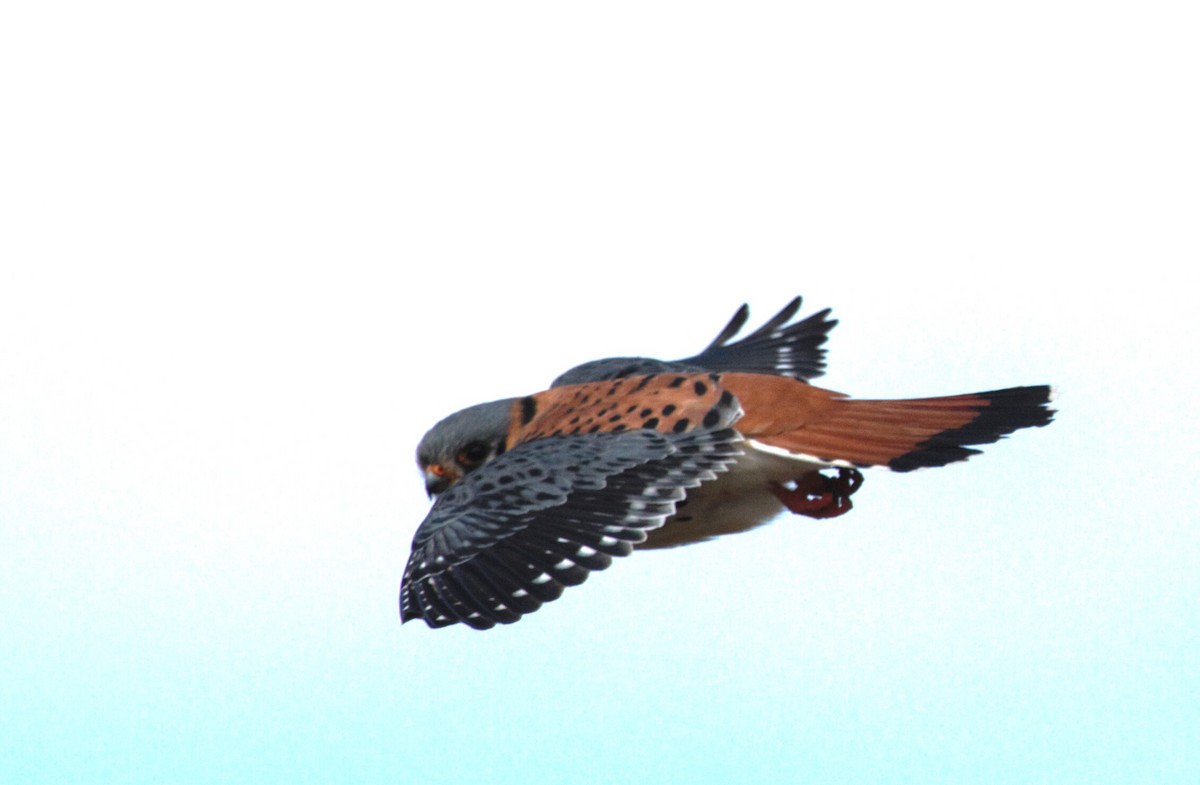 American Kestrel - Thomas Biteau