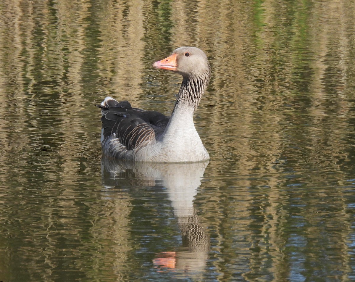 Graylag Goose - ML617823761