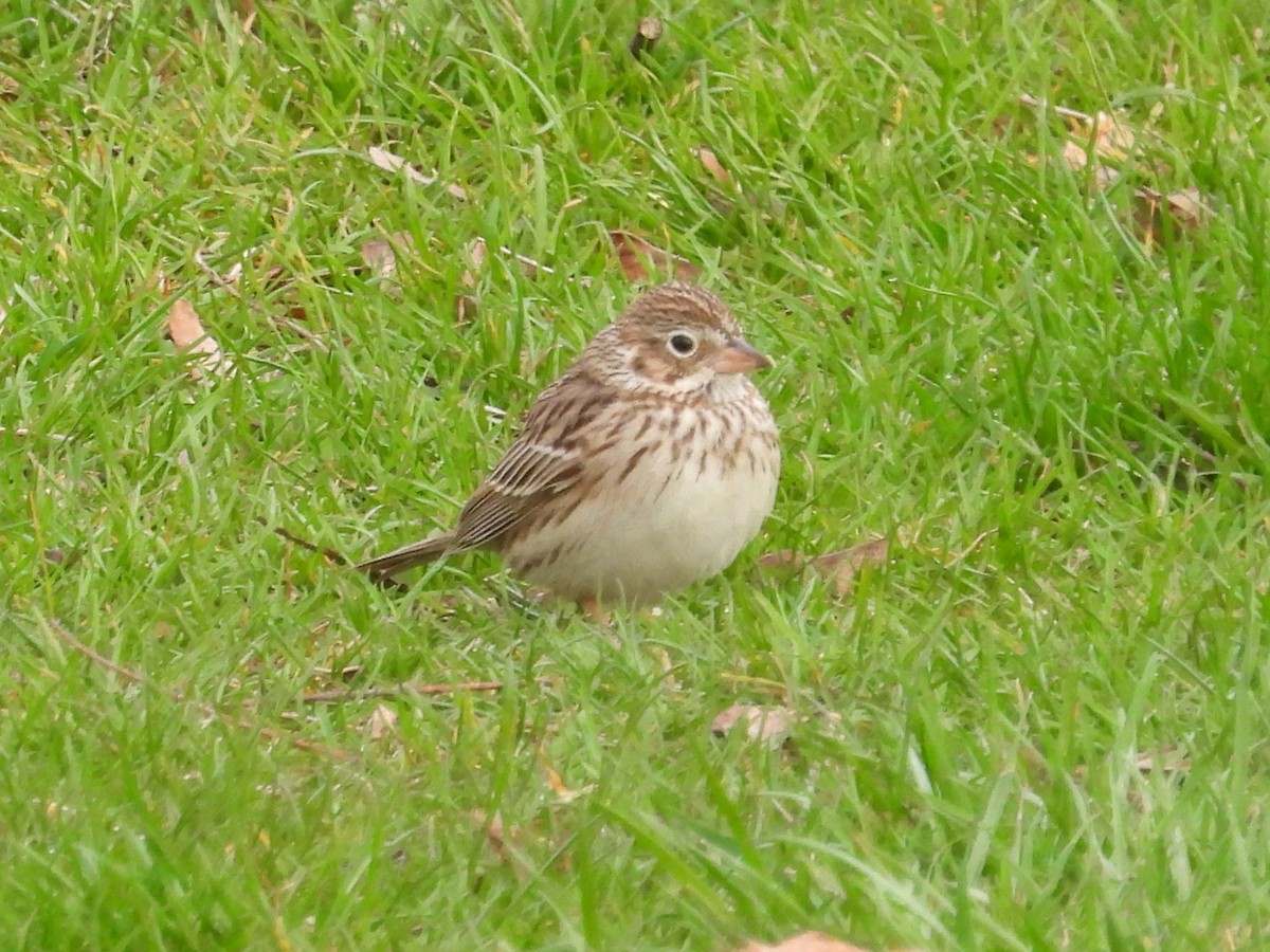 Vesper Sparrow - ML617823789