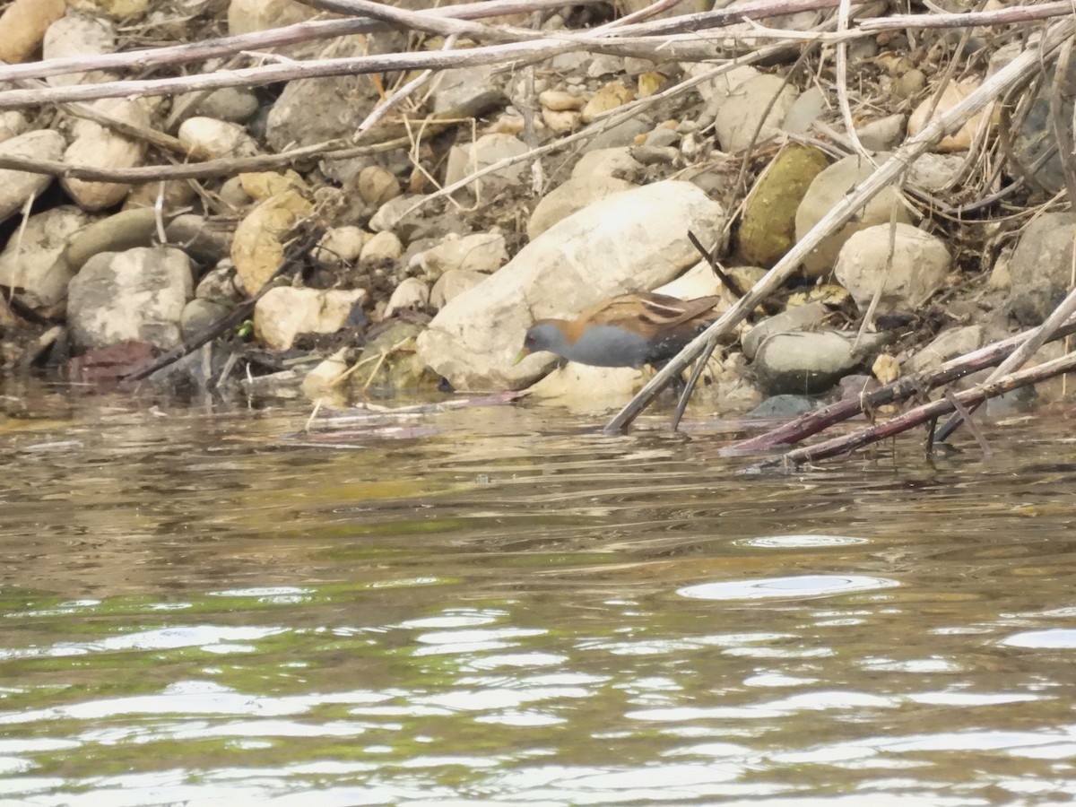 Little Crake - Mark Smiles