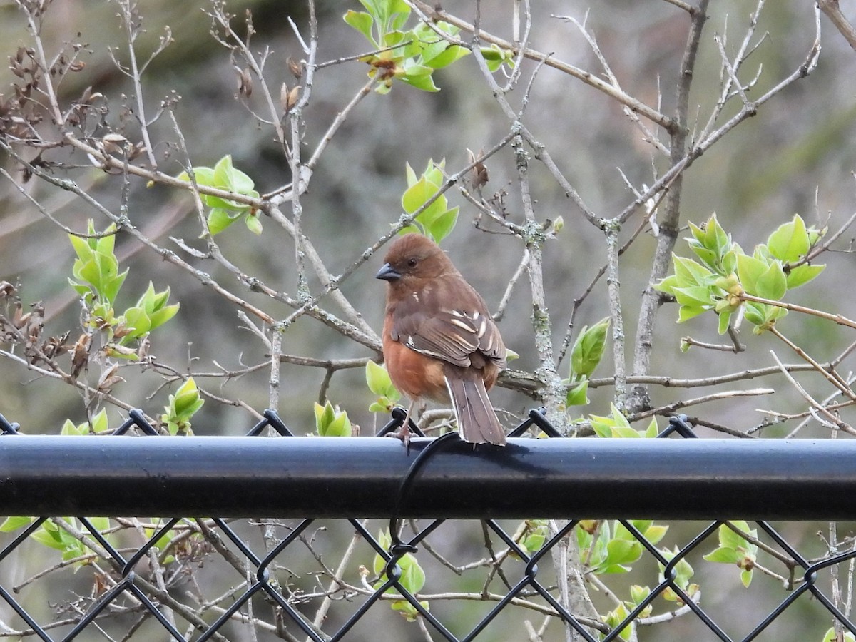 Eastern Towhee - ML617823798