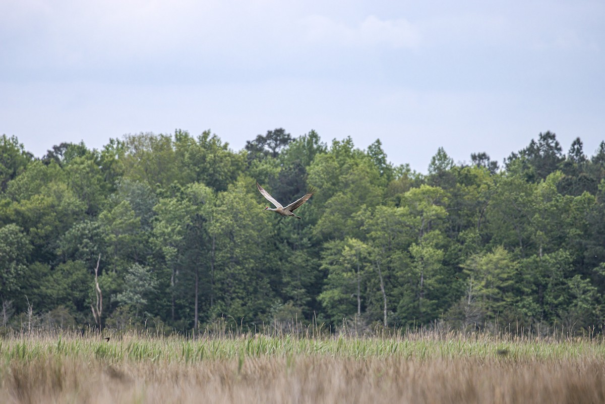 Sandhill Crane - ML617823810