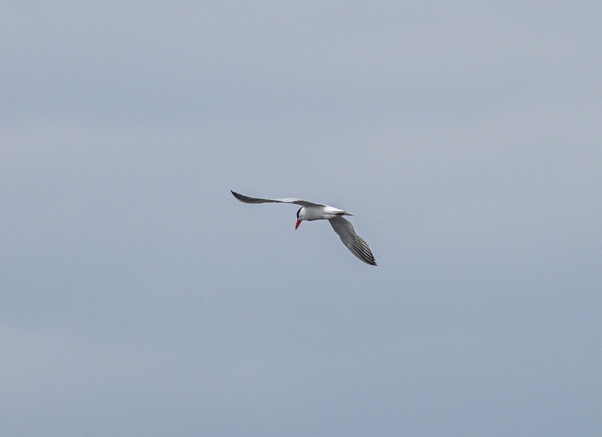 Caspian Tern - ML617823821