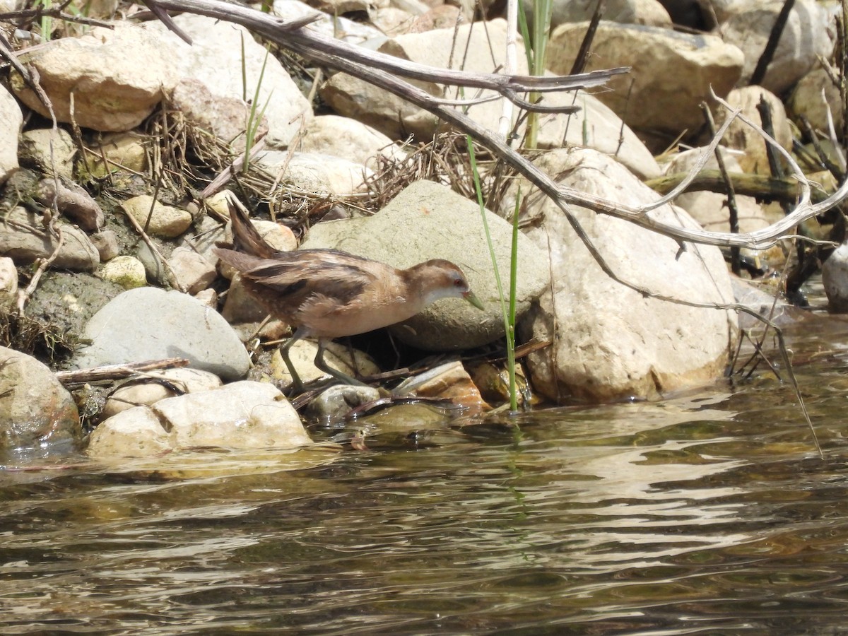 Little Crake - Mark Smiles