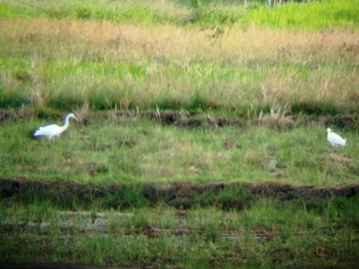 duskhegre - ML617823838