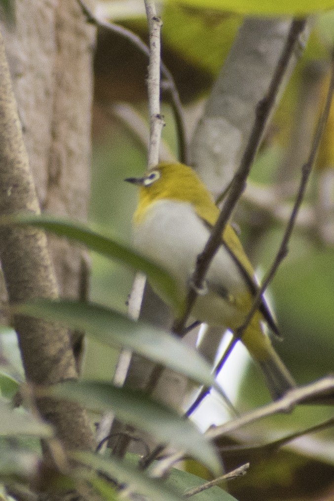 Indian White-eye - ML617823855