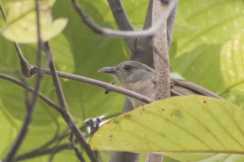 Brown-cheeked Fulvetta - ML617823860