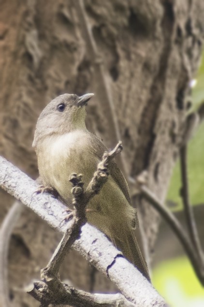 Brown-cheeked Fulvetta - ML617823861