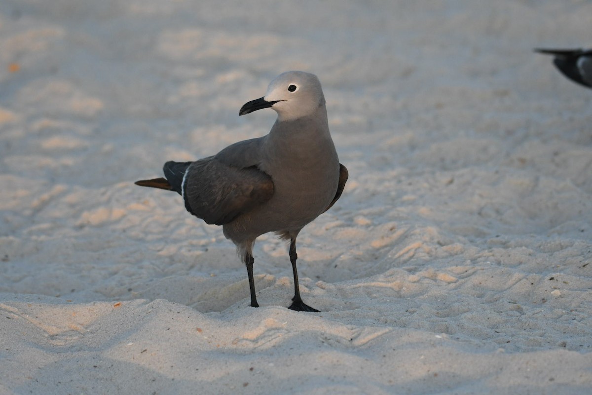 Gray Gull - Ezekiel Dobson