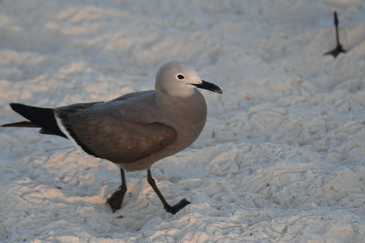 Gray Gull - ML617823868