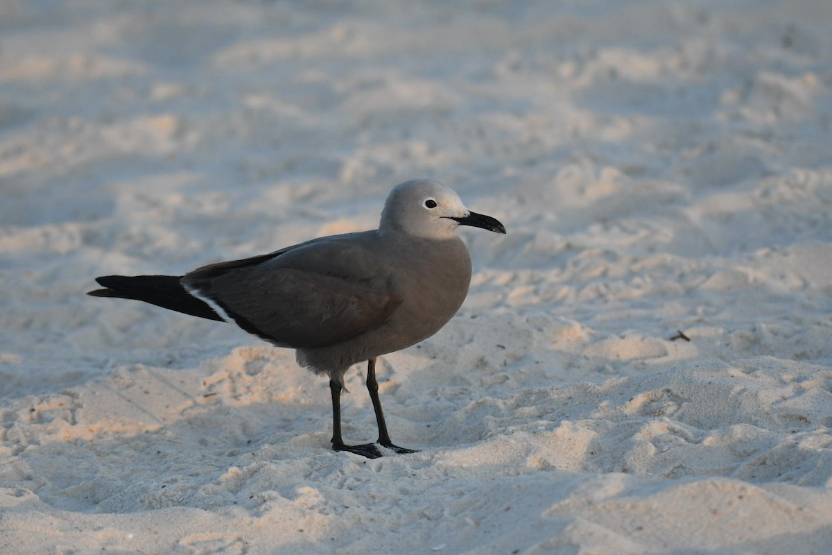 Gray Gull - ML617823869