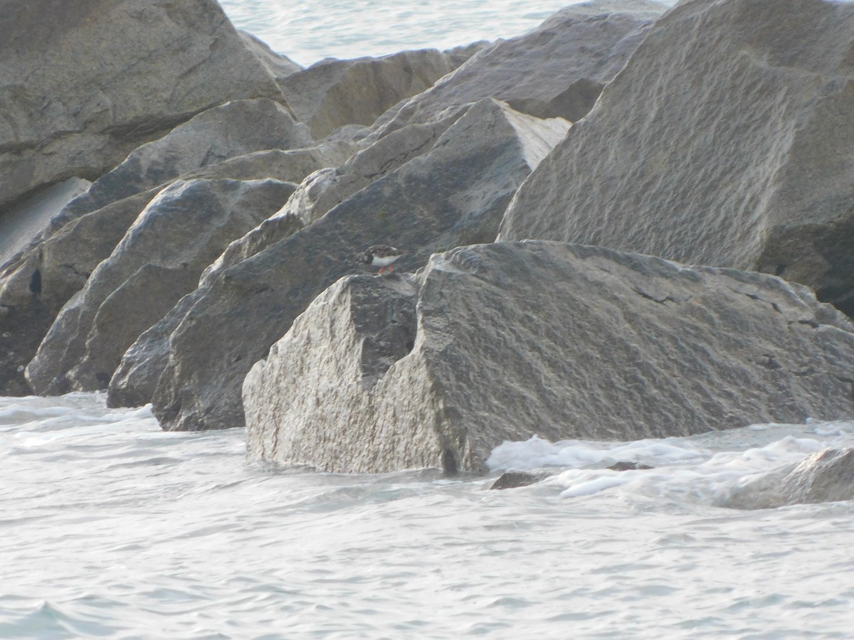 Ruddy Turnstone - ML617823875