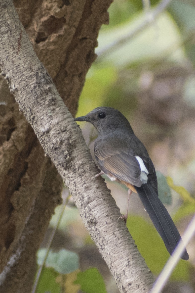 White-rumped Shama - ML617823879