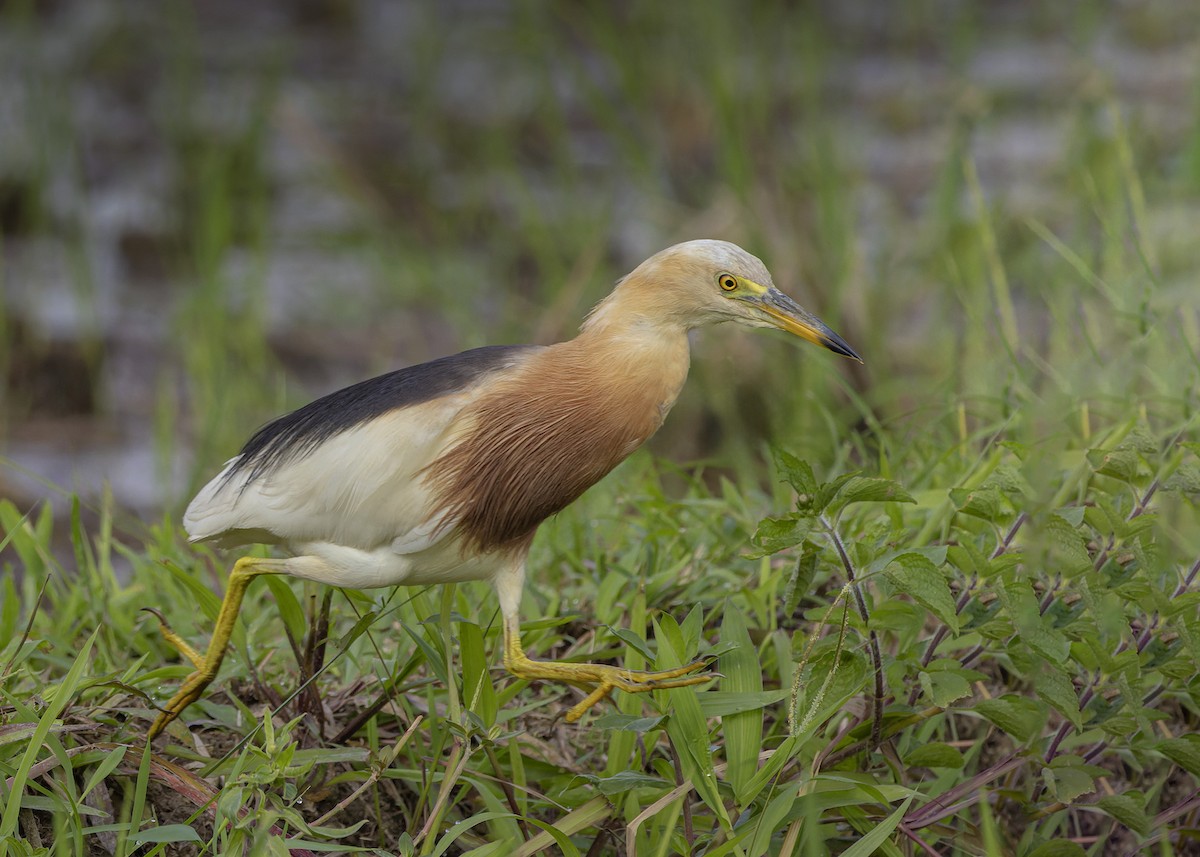 Javan Pond-Heron - ML617823881