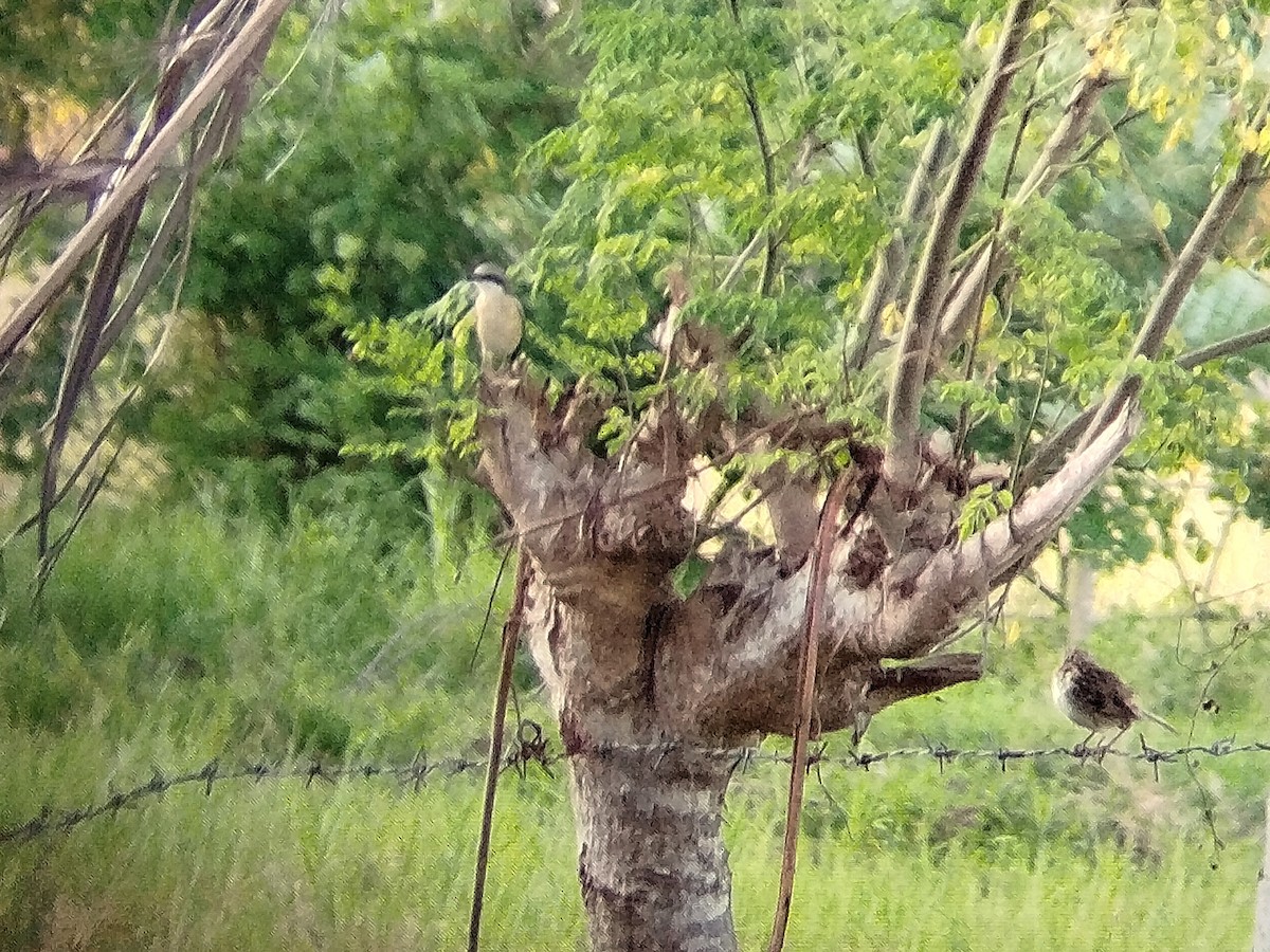 brunvarsler (lucionensis) - ML617823886