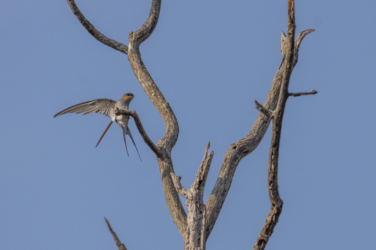 Crested Treeswift - Anand T