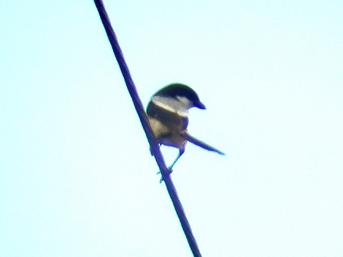 rustvarsler (nasutus gr.) - ML617823890